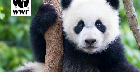 Get translation tools and save pandas.
