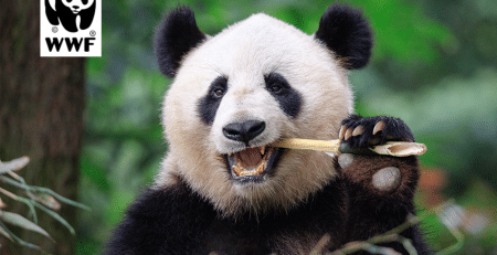 What do translators and pandas have in common?