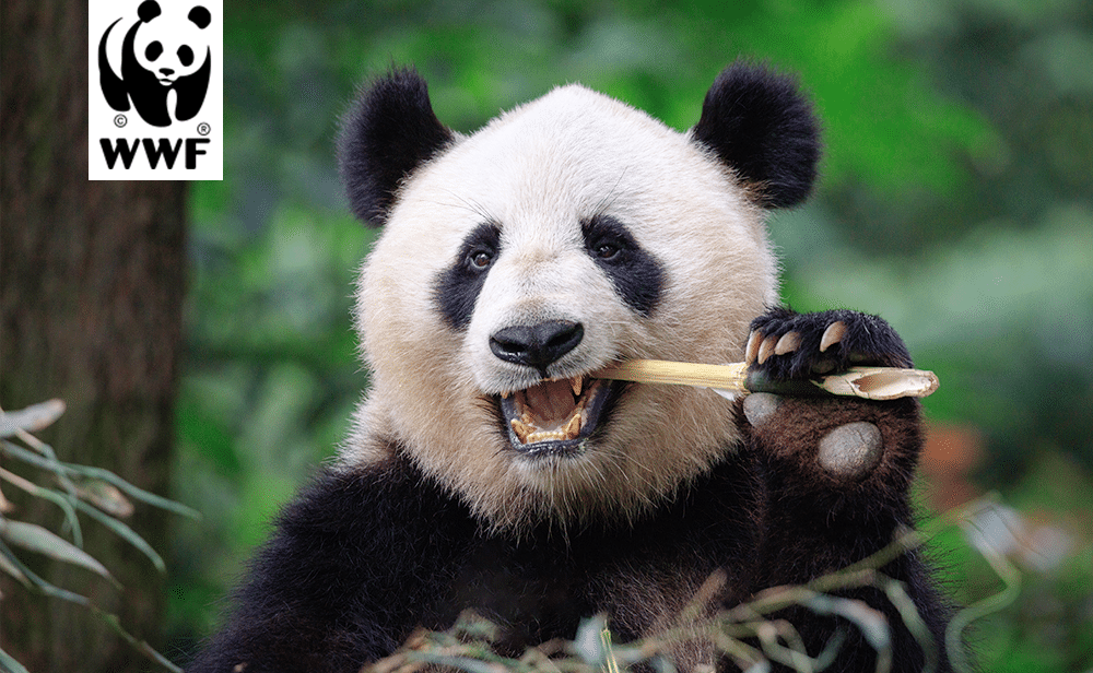 What do translators and pandas have in common?
